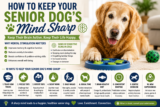How to Keep Your Senior Dog’s Mind Sharp: Proven Tips for Mental Health and Cognitive Wellness