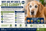 Why Are My Dog’s Eyes Cloudy? The Importance of Nutrition for Senior Dogs